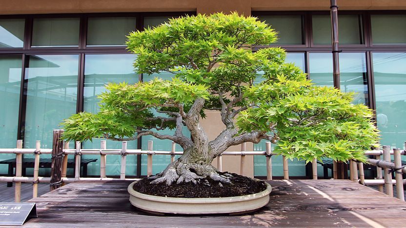 bonsai