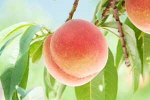 Peach picture