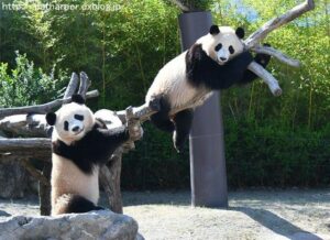 Panda Picture