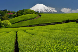 Tea farm Picture