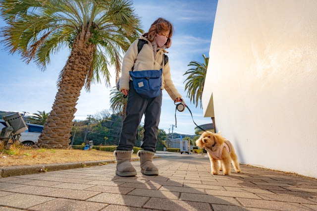 walking dogs manner pee