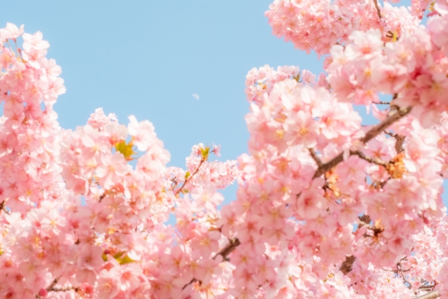 Japan's Four Seasons spring