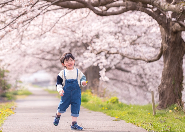 Japanese Parenting cherry