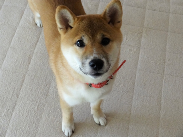 Recommended dog breed shiba
