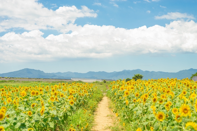 Japan's Four Seasons summer