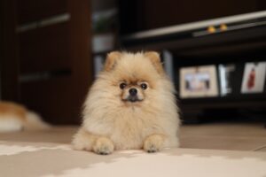 Recommended dog breed Pomeranian