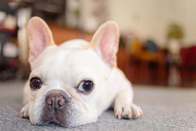Recommended dog breed French Bulldog